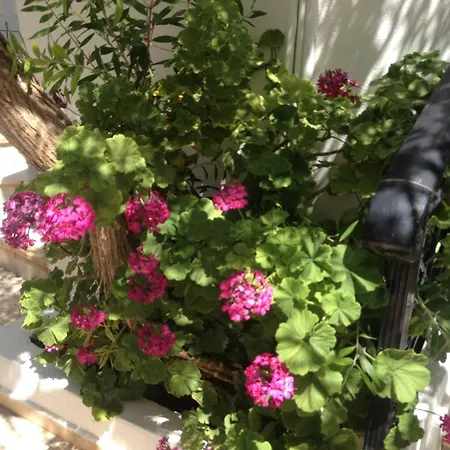Spacious Apartment, Garden View Partial Seaview * Makry Gialos (Crete)